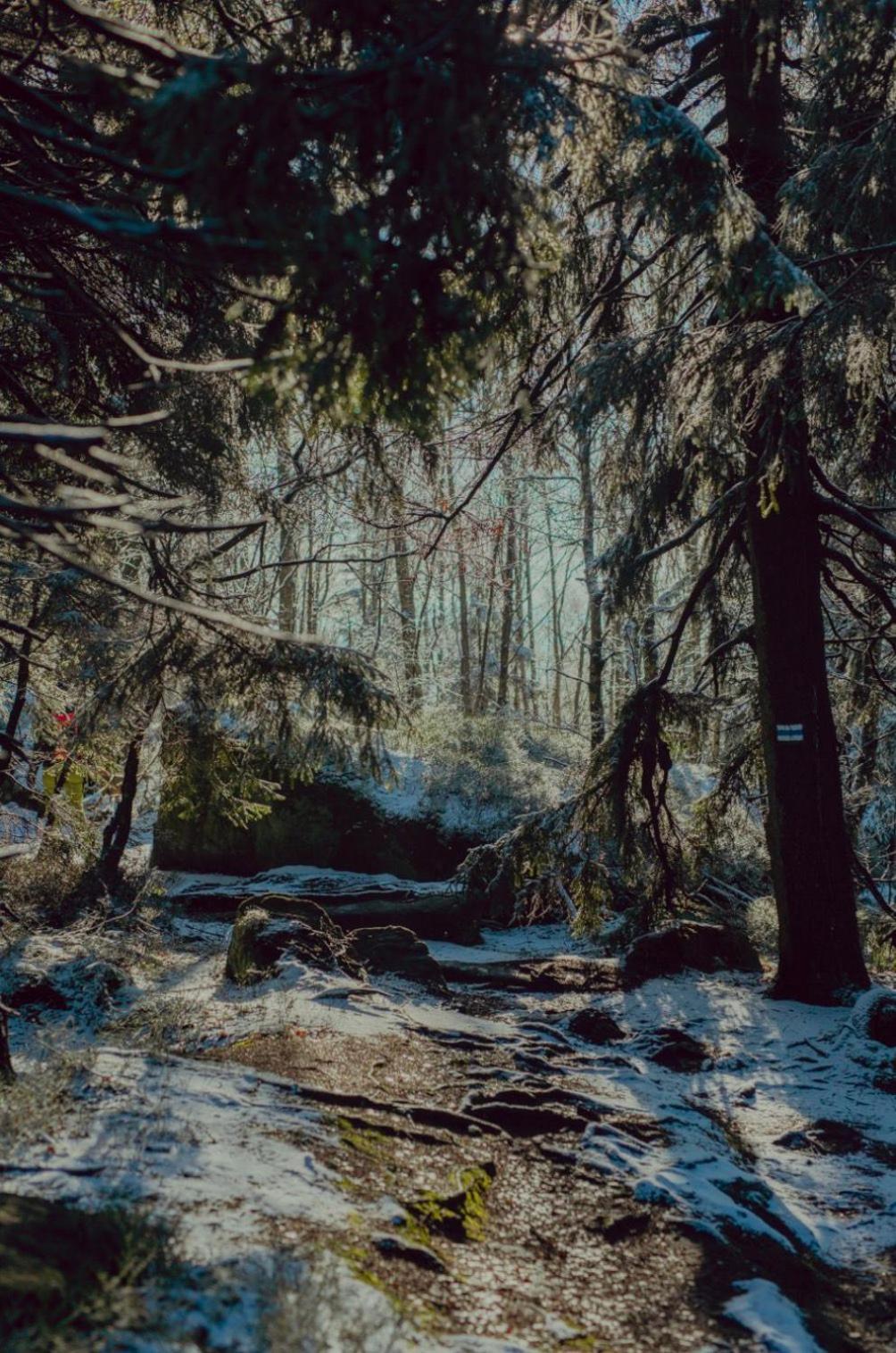 Wataha Pod Basztami - Alfa - Domki Caloroczne Radkow Exterior foto